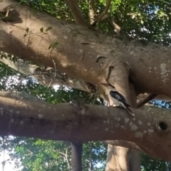 Dacelo novaeguineae at Burnside, QLD - 18 May 2024