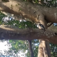 Dacelo novaeguineae at Burnside, QLD - 18 May 2024