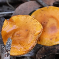 Unidentified Fungus at Broulee Moruya Nature Observation Area - 18 May 2024 by LisaH