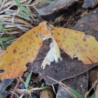 Unidentified Geometer moth (Geometridae) at Wingecarribee Local Government Area - 18 May 2024 by SandraH