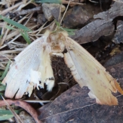 Plesanemma fucata at Wingecarribee Local Government Area - 18 May 2024