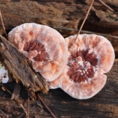 Unidentified Shelf-like to hoof-like & usually on wood at Moruya, NSW - 17 May 2024 by LisaH