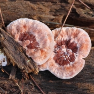 Rhodofomitopsis lilacinogilva at Broulee Moruya Nature Observation Area - 18 May 2024