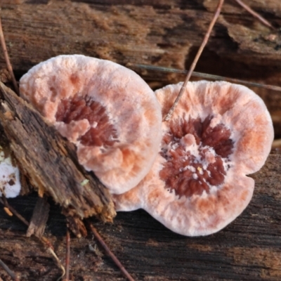 Unidentified Shelf-like to hoof-like & usually on wood at Moruya, NSW - 17 May 2024 by LisaH