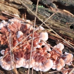 Rhodofomitopsis lilacinogilva at Broulee Moruya Nature Observation Area - 18 May 2024