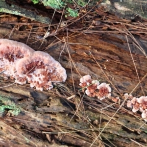 Rhodofomitopsis lilacinogilva at Broulee Moruya Nature Observation Area - suppressed