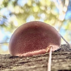 Rhodofomitopsis lilacinogilva at Broulee Moruya Nature Observation Area - suppressed