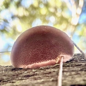 Rhodofomitopsis lilacinogilva at Broulee Moruya Nature Observation Area - suppressed