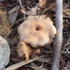 Cortinarius sp. (Cortinarius) at Broulee Moruya Nature Observation Area - 18 May 2024 by LisaH