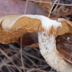 Cortinarius sp. at Broulee Moruya Nature Observation Area - suppressed