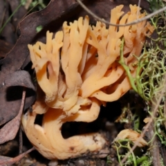 Unidentified Coralloid fungus, markedly branched at Tidbinbilla Nature Reserve - 18 May 2024 by TimL
