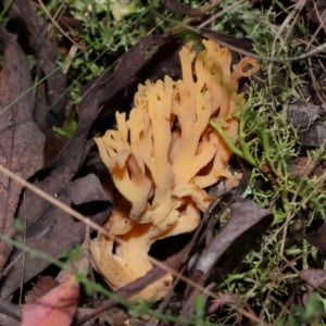 Ramaria sp. at Tidbinbilla Nature Reserve - 18 May 2024 12:02 PM