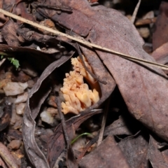 Ramaria sp. at Tidbinbilla Nature Reserve - 18 May 2024 12:02 PM