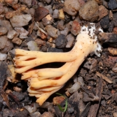 Ramaria sp. at Tidbinbilla Nature Reserve - 18 May 2024