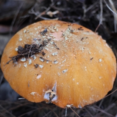 Amanita armeniaca by LisaH