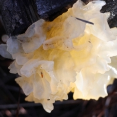 Tremella fuciformis (Snow Fungus) at Moruya, NSW - 18 May 2024 by LisaH