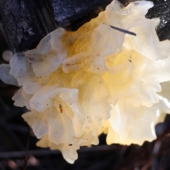 Unidentified Convoluted to brain-like [Brain jelly & look-alikes]  at Broulee Moruya Nature Observation Area - 18 May 2024 by LisaH