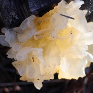 Tremella fuciformis (Snow Fungus) at Broulee Moruya Nature Observation Area by LisaH