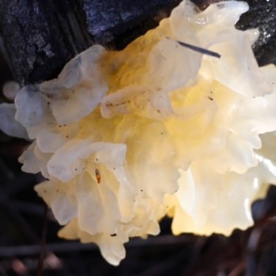 Tremella fuciformis (Snow Fungus) at Moruya, NSW - 18 May 2024 by LisaH