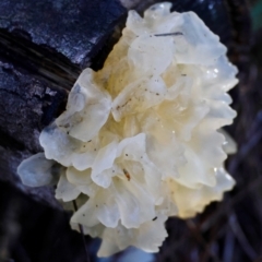 Tremella fuciformis at Broulee Moruya Nature Observation Area - suppressed