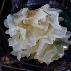 Tremella fuciformis at Broulee Moruya Nature Observation Area - suppressed