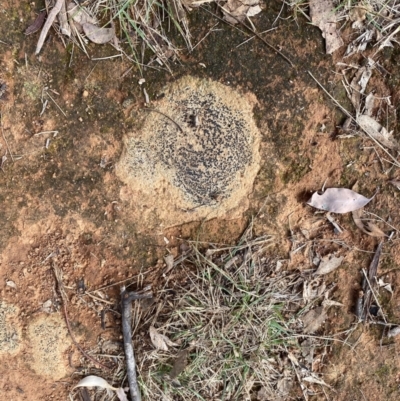 Unidentified Lichen at Garran, ACT - 16 May 2024 by ruthkerruish