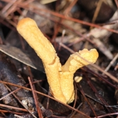 Unidentified Fungus at Broulee Moruya Nature Observation Area - 18 May 2024 by LisaH