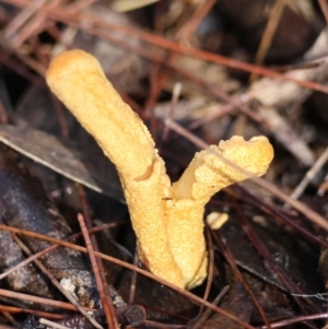 Unidentified Fungus at Moruya, NSW by LisaH