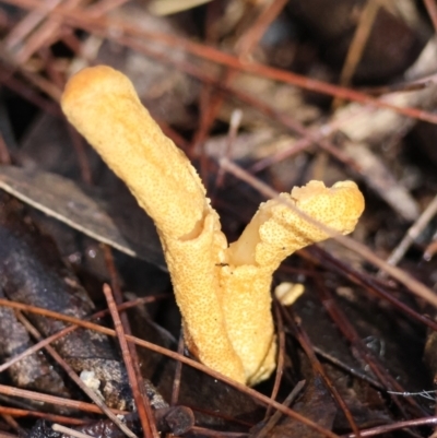 Unidentified Fungus at Broulee Moruya Nature Observation Area - 18 May 2024 by LisaH