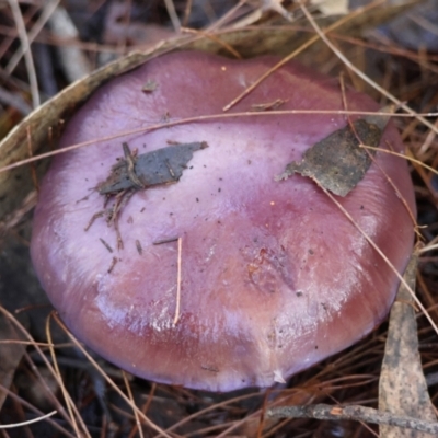 Cortinarius sp. (Cortinarius) at Moruya, NSW - 18 May 2024 by LisaH