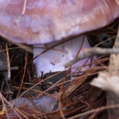 Cortinarius sp. at Broulee Moruya Nature Observation Area - suppressed