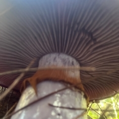 Cortinarius sp. at Broulee Moruya Nature Observation Area - suppressed