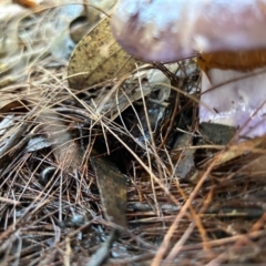 Cortinarius sp. at Broulee Moruya Nature Observation Area - suppressed