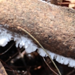 Unidentified Other fungi on wood at Moruya, NSW - 18 May 2024 by LisaH