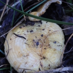 Lactarius deliciosus (Saffron Milkcap) at Broulee Moruya Nature Observation Area - 18 May 2024 by LisaH