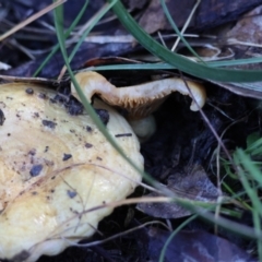 Lactarius deliciosus at Broulee Moruya Nature Observation Area - suppressed