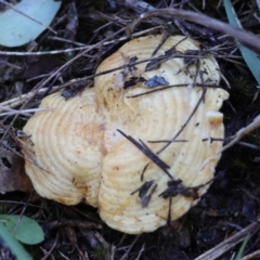 Lactarius deliciosus at Broulee Moruya Nature Observation Area - suppressed