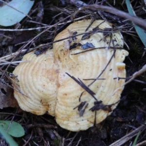 Lactarius deliciosus at Broulee Moruya Nature Observation Area - suppressed