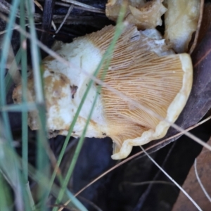 Lactarius deliciosus at Broulee Moruya Nature Observation Area - 18 May 2024