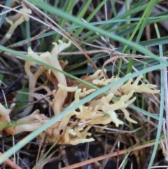 Clavulina sp. (A coral fungus) at Broulee Moruya Nature Observation Area - 18 May 2024 by LisaH