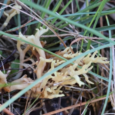 Unidentified Coralloid fungus, markedly branched at Moruya, NSW - 18 May 2024 by LisaH