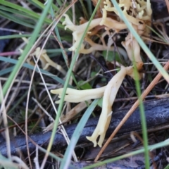 Clavulina sp. at Broulee Moruya Nature Observation Area - 18 May 2024