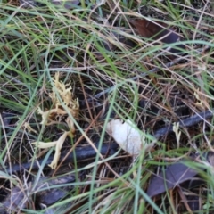 Clavulina sp. at Broulee Moruya Nature Observation Area - 18 May 2024