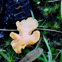 Unidentified Fungus at Moruya, NSW - 18 May 2024 by LisaH