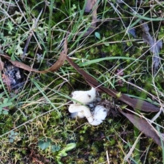 Unidentified Fungus at Broulee Moruya Nature Observation Area - 18 May 2024 by LisaH