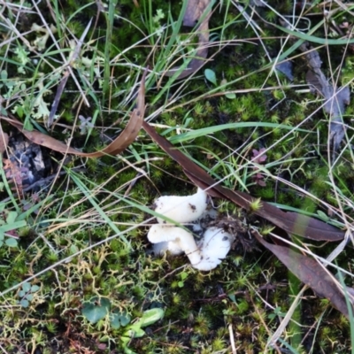 Unidentified Fungus at Moruya, NSW - 18 May 2024 by LisaH