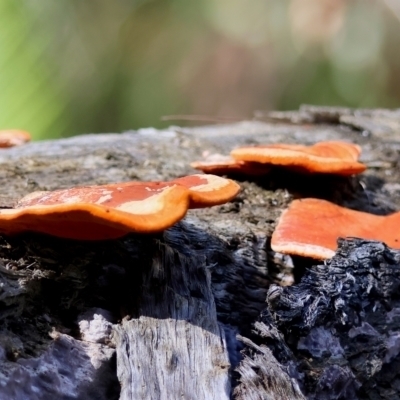 Trametes coccinea (Scarlet Bracket) at Moruya, NSW - 18 May 2024 by LisaH