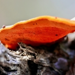 Trametes coccinea at Broulee Moruya Nature Observation Area - 18 May 2024