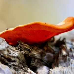 Trametes coccinea at Broulee Moruya Nature Observation Area - 18 May 2024