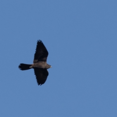 Falco subniger (Black Falcon) at Jerrabomberra Wetlands - 17 May 2024 by rawshorty